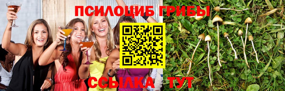 Галлюциногенные грибы Cubensis Звенигород